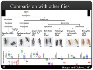 Comparision with other flies
Breugel and Dickson, 201724
 