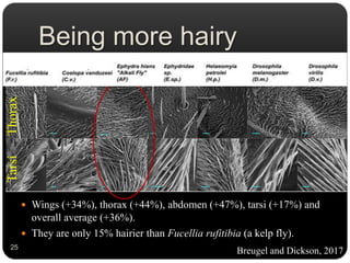 Being more hairy
 Wings (+34%), thorax (+44%), abdomen (+47%), tarsi (+17%) and
overall average (+36%).
 They are only 15% hairier than Fucellia rufitibia (a kelp fly).
ThoraxTarsi
Breugel and Dickson, 201725
 