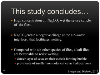 28
 High concentration of Na2CO3 wet the setose cuticle
of the flies.
 Na2CO3 create a negative charge at the air–water
interface, that facilitates wetting.
 Compared with six other species of flies, alkali flies
are better able to resist wetting.
 denser layer of setae on their cuticle forming bubble.
 prevalence of smaller non-polar cuticular hydrocarbons
This study concludes…
Breugel and Dickson, 2017
 
