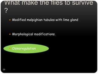 What make the flies to survive
?
 Modified malpighian tubules with lime gland
 Morphological modifications.
 Osmoregulation
29
 