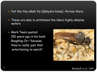  Yet the tiny alkali fly (Ephydra hians), thrives there
 These are able to withstand the lake’s highly alkaline
waters
 Mark Twain quoted
150 years ago in his book
Roughing It—“because
they’re really just that
entertaining to watch”.
Bischoff et al., 19913
 