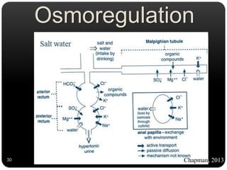 Terrestrial
Osmoregulation
30 Chapman, 2013
 