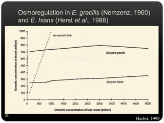 Osmoregulation in E. gracilis (Nemzenz, 1960)
and E. hians (Herst et al., 1988)
Herbst, 1999
36
 