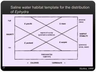 Saline water habitat template for the distribution
of Ephydra
Herbst, 199937
 