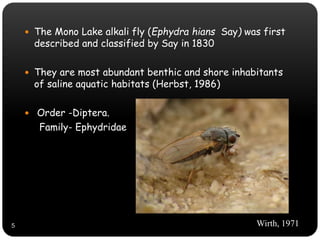  The Mono Lake alkali fly (Ephydra hians Say) was first
described and classified by Say in 1830
 They are most abundant benthic and shore inhabitants
of saline aquatic habitats (Herbst, 1986)
 Order -Diptera.
Family- Ephydridae
Wirth, 19715
 