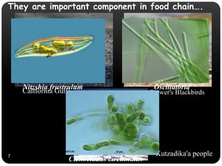 7
California Gulls Brewer's Blackbirds
Kutzadika'a people
Ctenocladus circinnatus
OscillatoriaNitzshia frustrulum
They are important component in food chain….
 