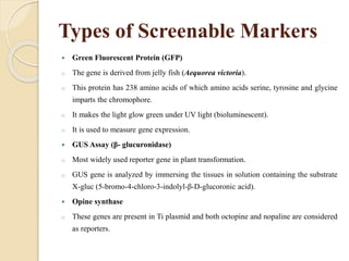 Types of Screenable Markers
 Green Fluorescent Protein (GFP)
o The gene is derived from jelly fish (Aequorea victoria).
o This protein has 238 amino acids of which amino acids serine, tyrosine and glycine
imparts the chromophore.
o It makes the light glow green under UV light (bioluminescent).
o It is used to measure gene expression.
 GUS Assay (β- glucuronidase)
o Most widely used reporter gene in plant transformation.
o GUS gene is analyzed by immersing the tissues in solution containing the substrate
X-gluc (5-bromo-4-chloro-3-indolyl-β-D-glucoronic acid).
 Opine synthase
o These genes are present in Ti plasmid and both octopine and nopaline are considered
as reporters.
 