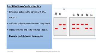 Identification of polymorphism
• Difference between the parents wrt DNA
markers.
• Sufficient polymorphism between the parents.
• Cross pollinated and self pollinated species.
• Diversity study between the parents.
F1
18/11/2018 Mahesh R Hampannavar (mahi5295@gmail.com)
 