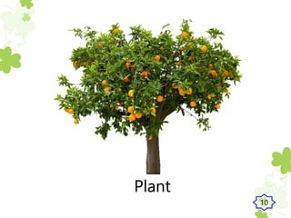 Plant
10
 