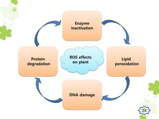 Protein
degradation
ROS effects
on plant
Enzyme
inactivation
DNA damage
Lipid
peroxidation
24
 