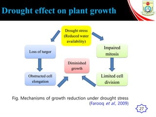 Drought effect on plant growth
Drought stress
(Reduced water
availability)
Impaired
mitosis
Limited cell
division
Obstructed cell
elongation
Loss of turgor
Diminished
growth
Fig. Mechanisms of growth reduction under drought stress
(Farooq et al., 2009)
27
 