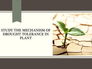 STUDY THE MECHANISM OF
DROUGHT TOLERANCE IN
PLANT
 