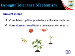 Drought Tolerance Mechanism
Drought Escape
 Complete crop life-cycle before soil water depletion
 Form dormant seed before dry season commence
30
 