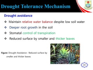Drought Tolerance Mechanism
Drought avoidance
 Maintain relative water balance despite low soil water
 Deeper root growth in the soil
 Stomatal control of transpiration
 Reduced surface by smaller and thicker leaves
Figure: Drought Avoidance : Reduced surface by
smaller and thicker leaves
31
 