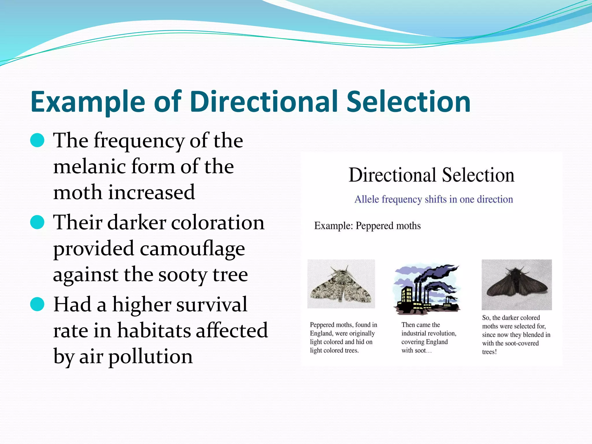 ⚫ The frequency of the
melanic form of the
moth increased
⚫ Their darker coloration
provided camouﬂage
against the sooty tree
⚫ Had a higher survival
rate in habitats aﬀected
by air pollution
 