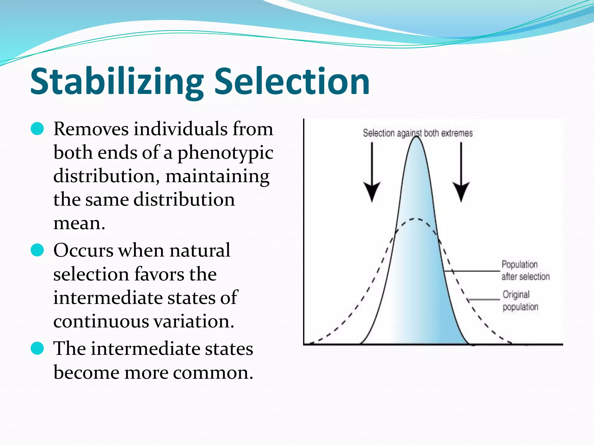 ⚫ Removes individuals from
both ends of a phenotypic
distribution, maintaining
the same distribution
mean.
⚫ Occurs when natural
selection favors the
intermediate states of
continuous variation.
⚫ The intermediate states
become more common.
 