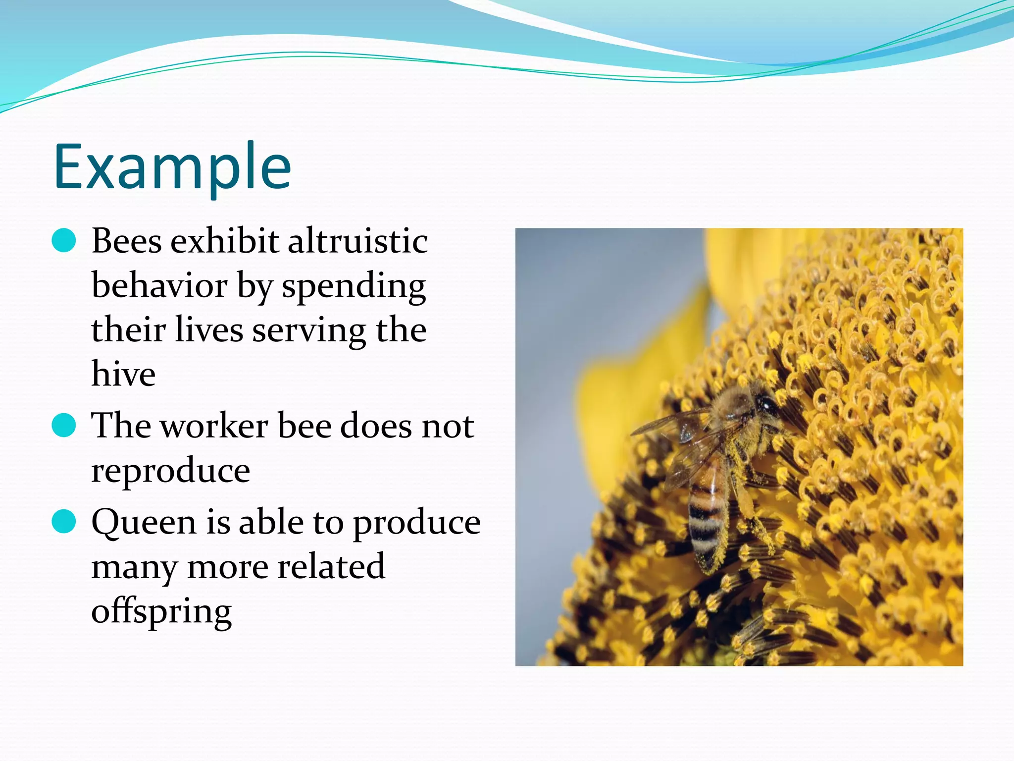 ⚫ Bees exhibit altruistic
behavior by spending
their lives serving the
hive
⚫ The worker bee does not
reproduce
⚫ Queen is able to produce
many more related
oﬀspring
 