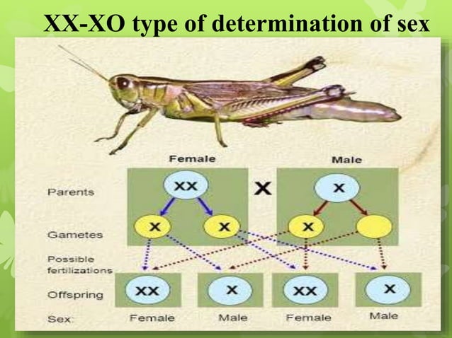 -determination-chromosomal-theory-of--determination-pptx