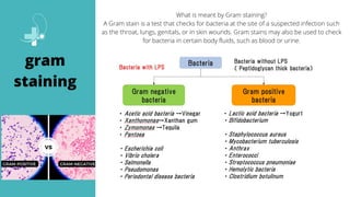 What is meant by Gram staining?
A Gram stain is a test that checks for bacteria at the site of a suspected infection such
as the throat, lungs, genitals, or in skin wounds. Gram stains may also be used to check
for bacteria in certain body fluids, such as blood or urine.
gram
staining
 