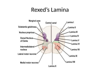 Rexed Laminae Function seminar on spinal cord anatomy and physiology.pptx