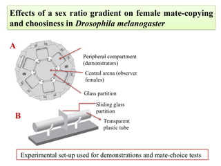 Mate choice copying in common fruit fly Drosophila melanogaster | PPTX