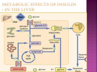 regulation of blood sugar | PPTX