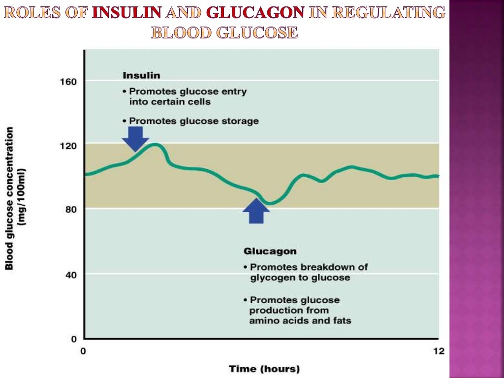regulation of blood sugar