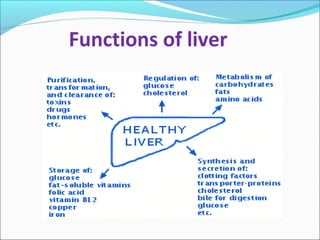 Functions of liver 
 