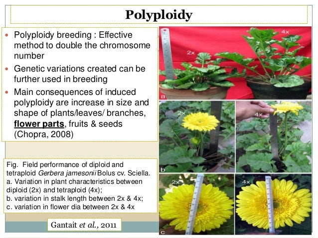 breeding for different flower forms in ornamental crops increase size of flower