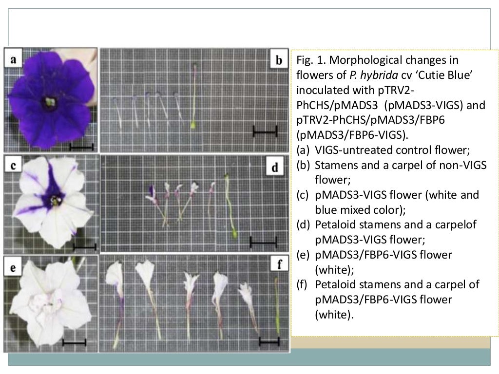 Breeding for Different Flower Forms in Ornamental Crops