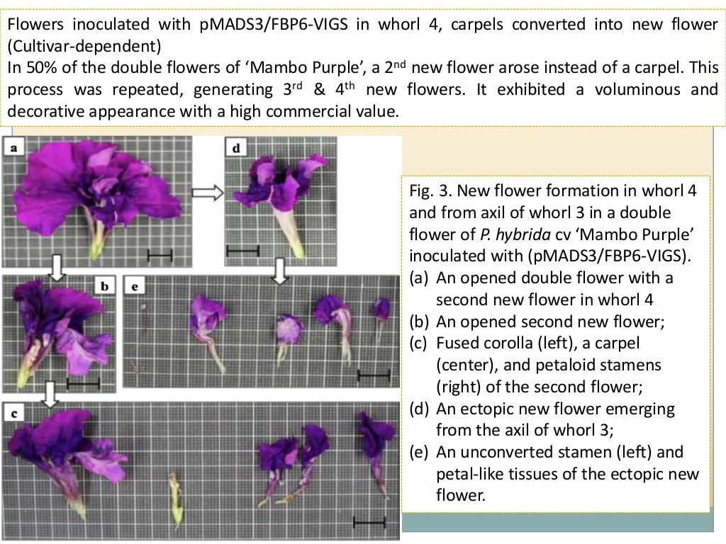 Breeding for Different Flower Forms in Ornamental Crops