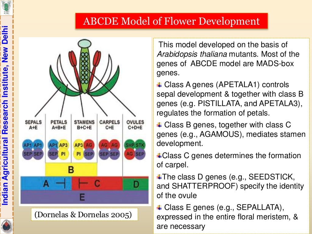 Breeding for Different Flower Forms in Ornamental Crops