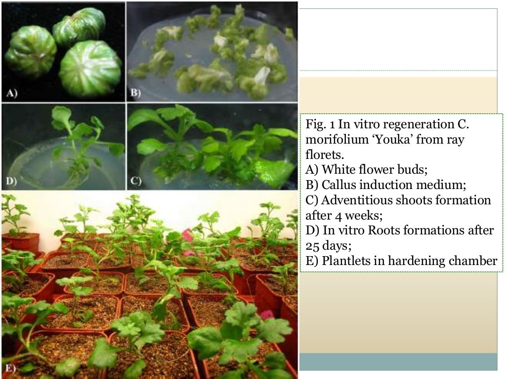 Breeding for Different Flower Forms in Ornamental Crops