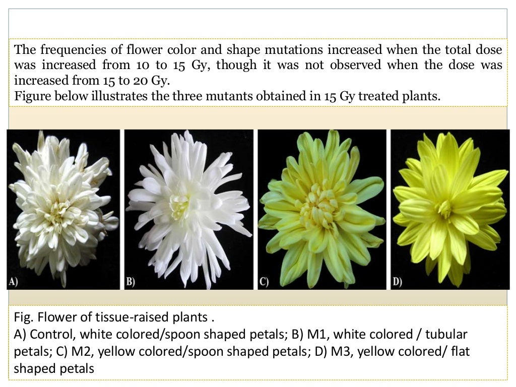 Breeding for Different Flower Forms in Ornamental Crops