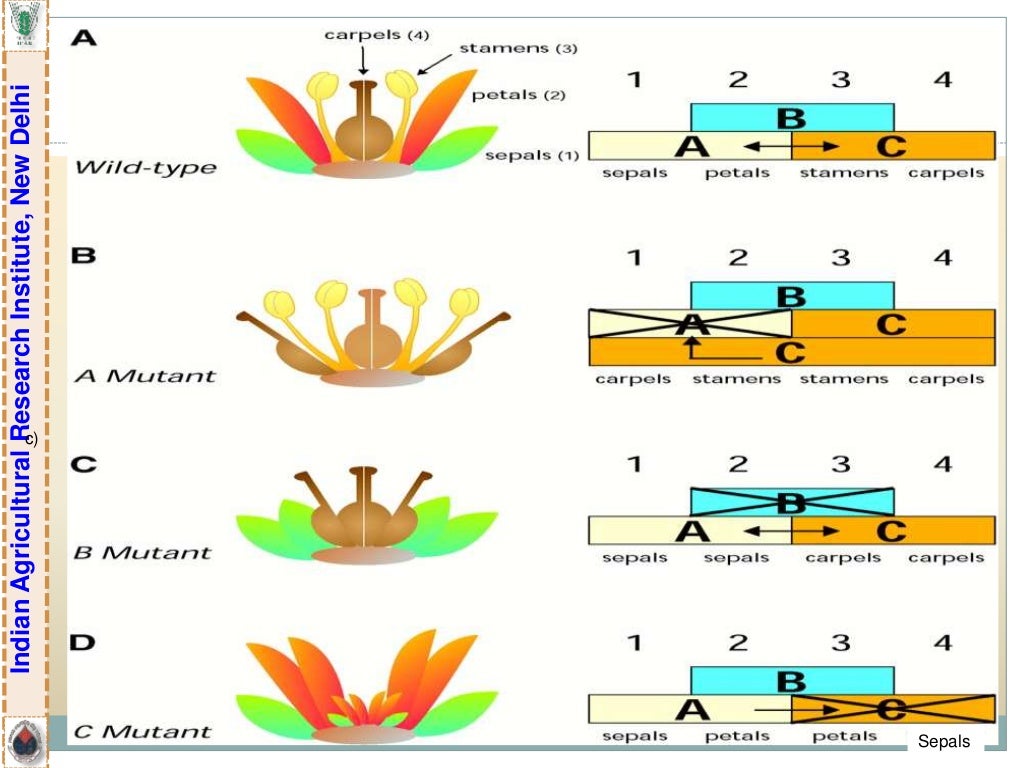 Breeding for Different Flower Forms in Ornamental Crops