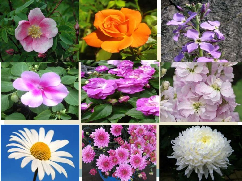 Breeding for Different Flower Forms in Ornamental Crops