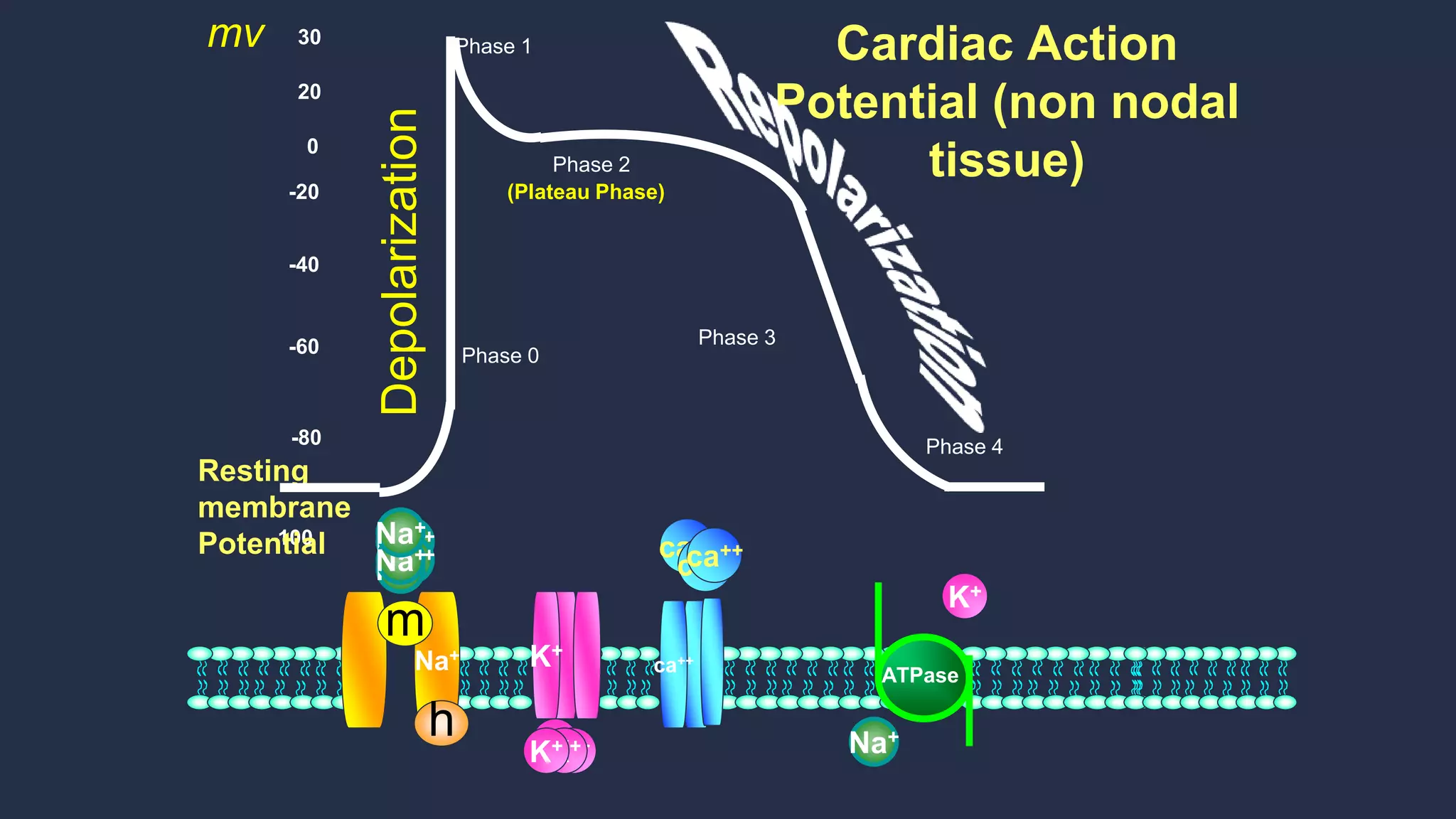 Pharmacotherapy of Cardiac arrhythmias | PPTX
