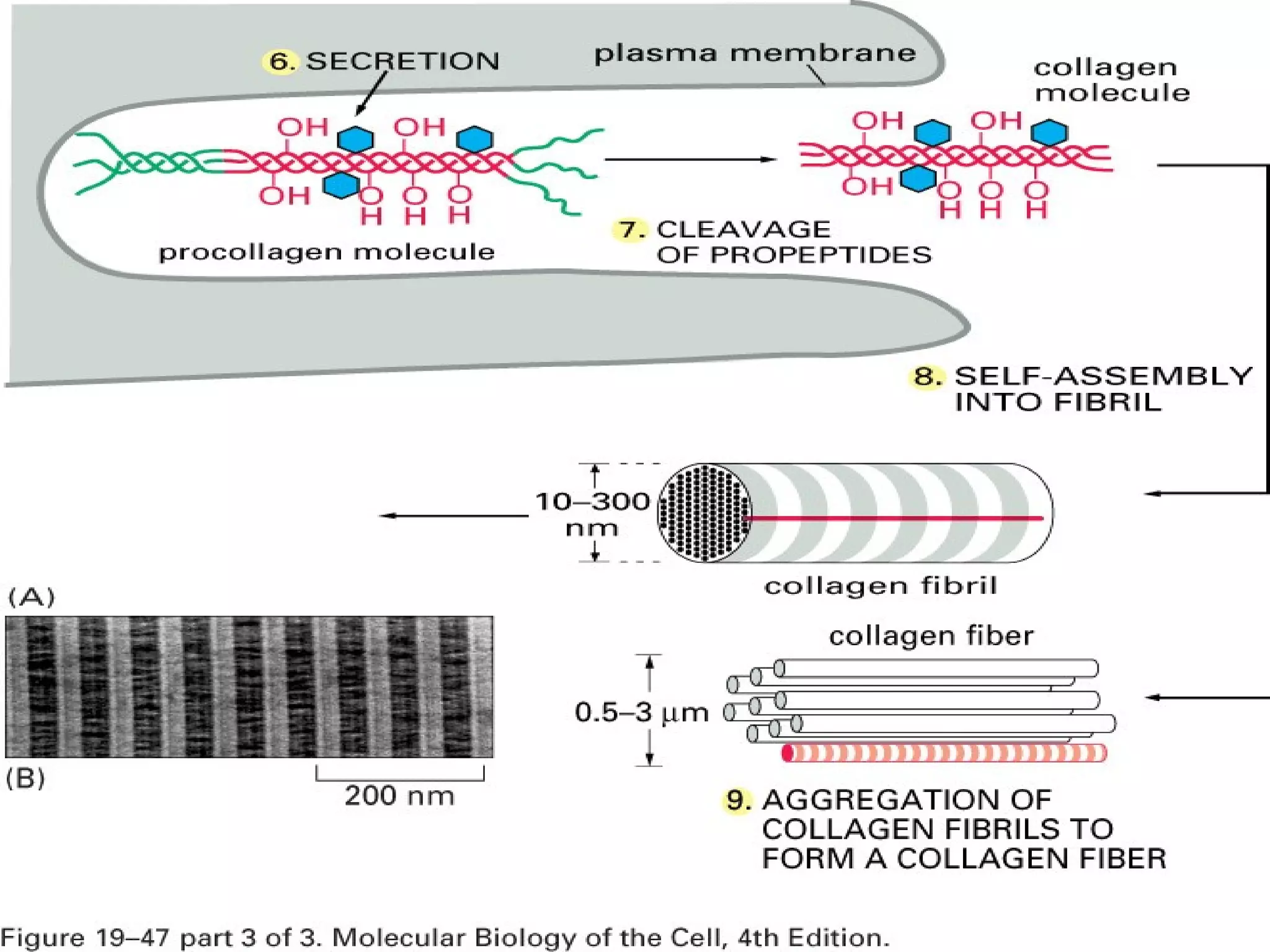 Seminar collagen | PPT