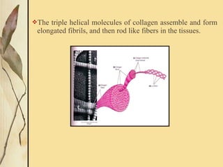 The triple helical molecules of collagen assemble and form
elongated fibrils, and then rod like fibers in the tissues.
 