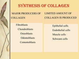 MAJOR PRODUCERS OF
COLLAGEN
Fibroblasts
Chondroblasts
Osteoblasts
Odontoblasts
Cementoblasts
LIMITED AMOUNT OF
COLLAGEN IS PRODUCED
Epithelial cells
Endothelial cells
Muscle cells
Schwann cells
SYNTHESIS OF COLLAGEN
 