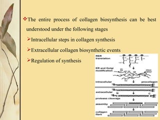 The entire process of collagen biosynthesis can be best
understood under the following stages
Intracellular steps in collagen synthesis
Extracellular collagen biosynthetic events
Regulation of synthesis
 