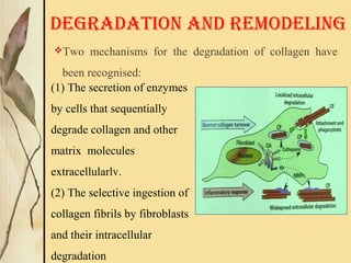 Two mechanisms for the degradation of collagen have
been recognised:
DEGRADATION AND REMODELING
(1) The secretion of enzymes
by cells that sequentially
degrade collagen and other
matrix molecules
extracellularlv.
(2) The selective ingestion of
collagen fibrils by fibroblasts
and their intracellular
degradation
 