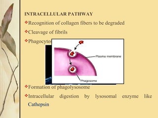 INTRACELLULAR PATHWAY
Recognition of collagen fibers to be degraded
Cleavage of fibrils
Phagocytosis of cleaved fibrils
Formation of phagolysosome
Intracellular digestion by lysosomal enzyme like
Cathepsin
 