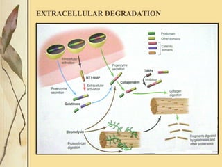 EXTRACELLULAR DEGRADATION
It is achieved by MMP secreted by fibroblasts and other
cells
MMP – Matrix Metallo-Proteinases
These enzymes degrade collagen and other matrix
molecules into smaller peptides
 