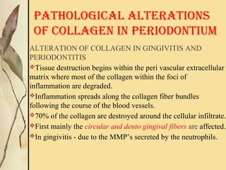 PATHOLOGICAL ALTERATIONS
OF COLLAGEN IN PERIODONTIUM
ALTERATION OF COLLAGEN IN GINGIVITIS AND
PERIODONTITIS
Tissue destruction begins within the peri vascular extracellular
matrix where most of the collagen within the foci of
inflammation are degraded.
Inflammation spreads along the collagen fiber bundles
following the course of the blood vessels.
70% of the collagen are destroyed around the cellular infiltrate.
First mainly the circular and dento gingival fibers are affected.
In gingivitis - due to the MMP’s secreted by the neutrophils.
 