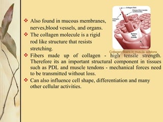  Also found in mucous membranes,
nerves,blood vessels, and organs.
 The collagen molecule is a rigid
rod like structure that resists
stretching.
 Fibers made up of collagen - high tensile strength.
Therefore its an important structural component in tissues
such as PDL and muscle tendons - mechanical forces need
to be transmitted without loss.
 Can also influence cell shape, differentiation and many
other cellular activities.
Collagen fibers in muscle tendons
 