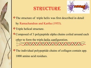 STRUCTURE
The structure of triple helix was first described in detail
by Ramachandran and Kartha (1955).
Triple helical structure.
Composed of 3 polypeptide alpha chains coiled around each
other to form the triple helix configuration.
The individual polypeptide chains of collagen contain app.
1000 amino acid residues.
α1
α1
α2
( G l y - X a a - Y a a ) 3 3 8
 