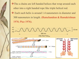 The a chains are left handed helices that wrap around each
other into a right handed rope like triple helical rod.
 Each such helix is around 1.4 nanometers in diameter and
300 nanometers in length. (Ramchandran & Ramakrishnan
1976; Piez 1976).
α1
α1
α2
300 nm
(Gly-Xaa-Yaa)338
1.5 nm
 