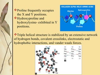 Proline frequently occupies
the X and Y positions.
Hydroxyproline and
hydroxylysine- exhibited in Y
positions.
Triple helical structure is stabilized by an extensive network
of hydrogen bonds, covalent crosslinks, electrostatic and
hydrophobic interactions, and vander waals forces.
 