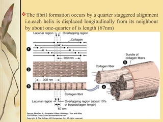 The fibril formation occurs by a quarter staggered alignment
i.e.each helix is displaced longitudinally from its neighbour
by about one-quarter of is length (67nm)
 